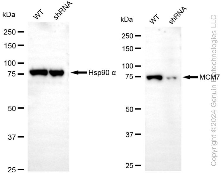 WB - KD-Validated Anti-MCM7 Rabbit Monoclonal Antibody AGI2296